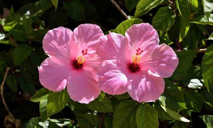 Como cultivar hibisco. Crédito: Pixabay