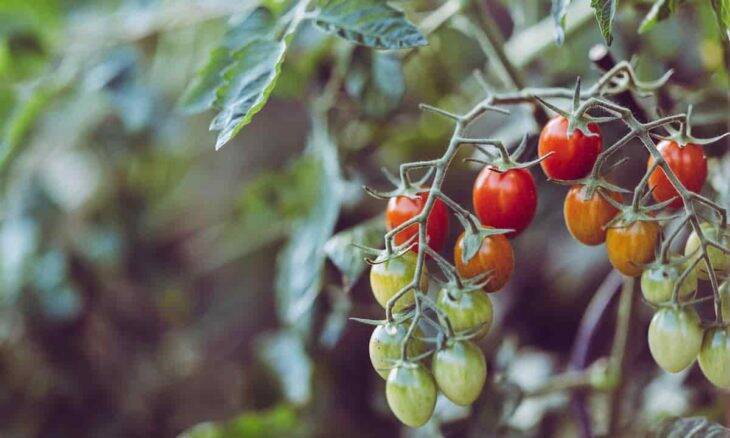 Erros que você pode evitar na hora de plantar tomates. Foto: Markus Spiske