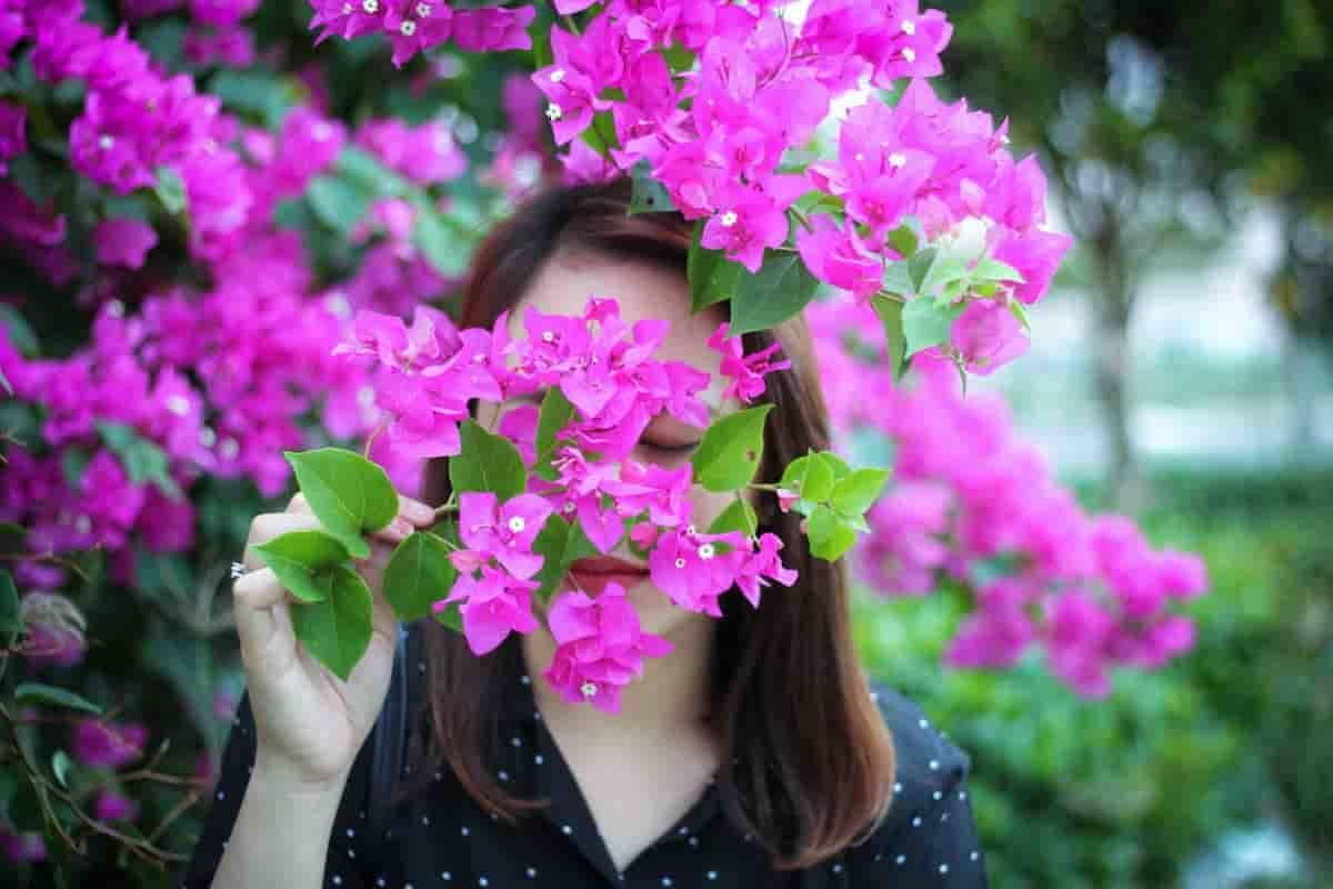 Aprenda cuidados com a bougainvillea, popularmente conhecida como primavera. Foto: Dung Le Tien