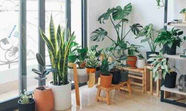 Como definir qual cômodo é melhor para cada planta, por causa da iluminação. Foto: Huy Phan/Pexels