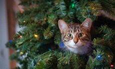 Aprenda a fazer uma decoração à prova de pets nesse Natal. Foto: Jessica Lynn Lewis/Pexels