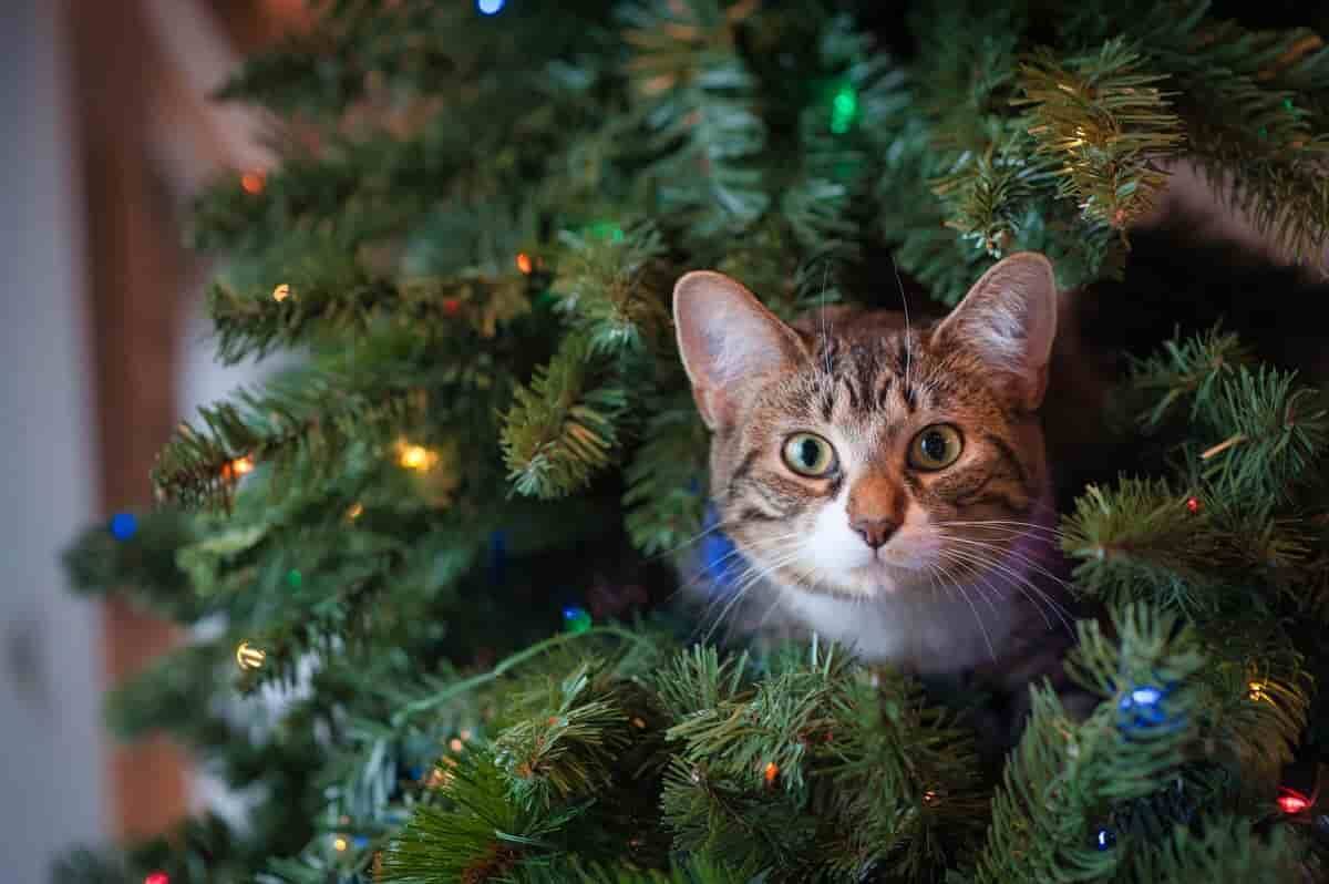 Aprenda a fazer uma decoração à prova de pets nesse Natal. Foto: Jessica Lynn Lewis/Pexels