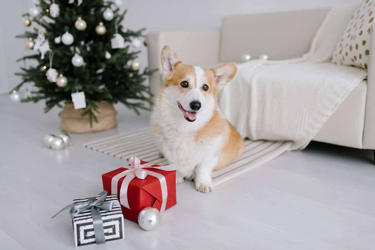 Os cachorros têm uma música de Natal favorita. Foto: Julia Volk/Pexels