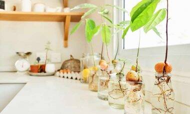 Como plantar um abacateiro a partir da semente. Foto: Reprodução/ Pinterest