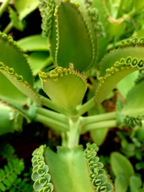 A kalanchoe é uma das plantas mais queridinhas em 2022. Foto: Linda Luz/ Pexels