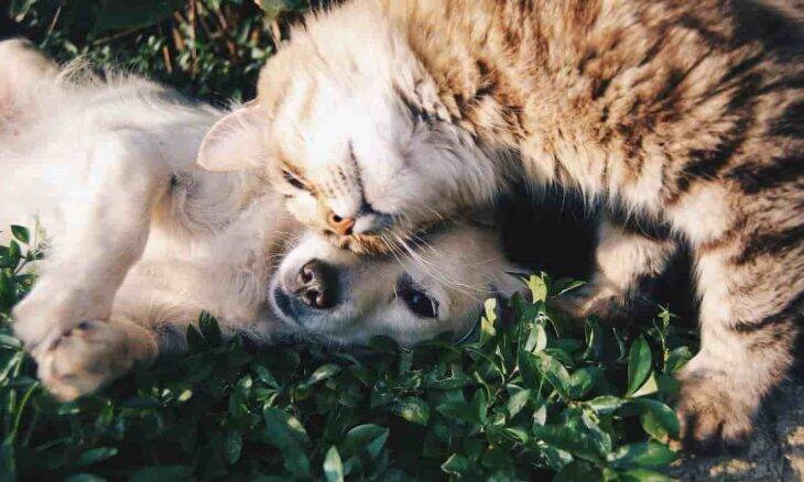 Donos de cachorros e de gatos tem vários pontos em comum. Foto: Snapwire/ Pexels
