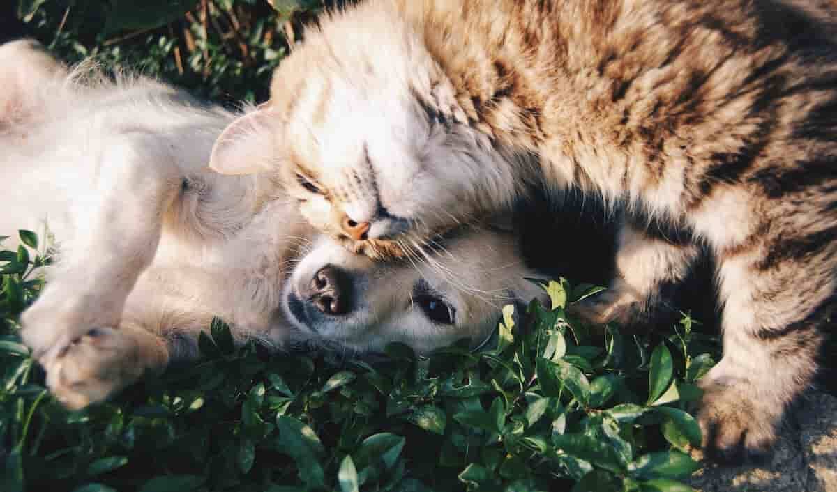 Donos de cachorros e de gatos tem vários pontos em comum. Foto: Snapwire/ Pexels