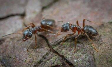 Como acabar com as formigas em casa. Foto: Egor Kamelev/ Pexels