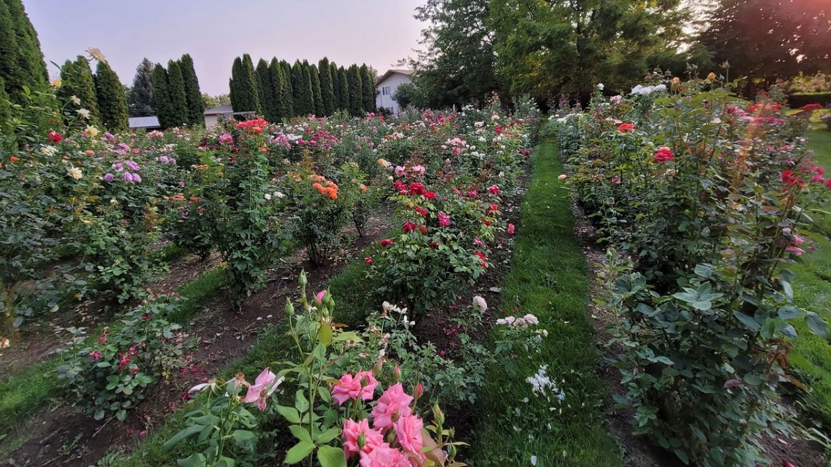 Jardineiros particulares estão entre os que preservam rosas. Foto: Divulgação/ Dianne Wiley