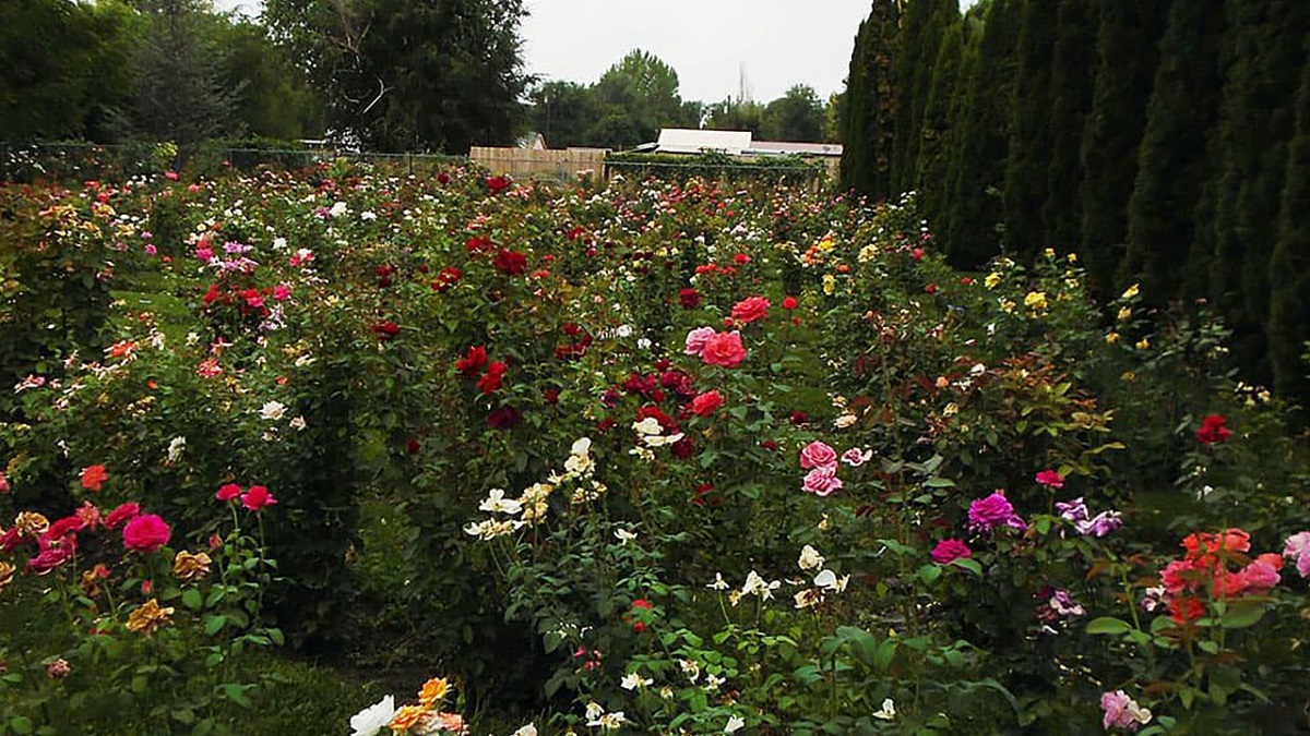 Jardineiros particulares estão entre os que preservam rosas. Foto: Divulgação/ Dianne Wiley