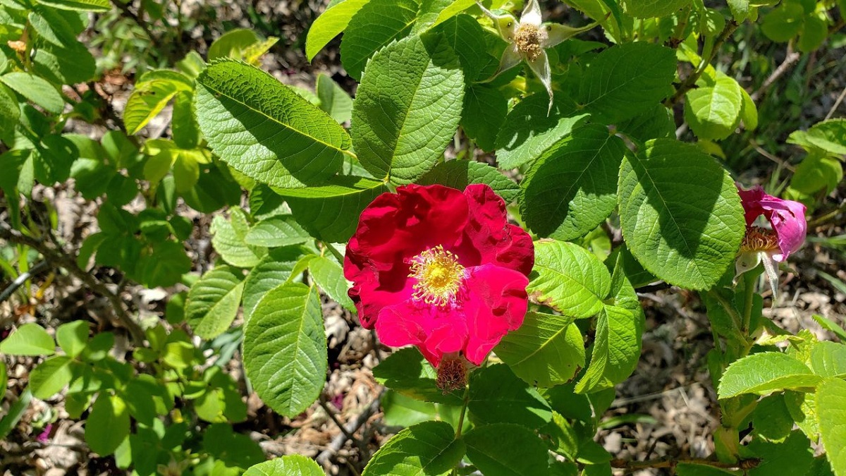 The Arnold, uma variedade de rosas que se pensava estar perdida, está de volta. Foto: Divulgação/ Anita Clevenger