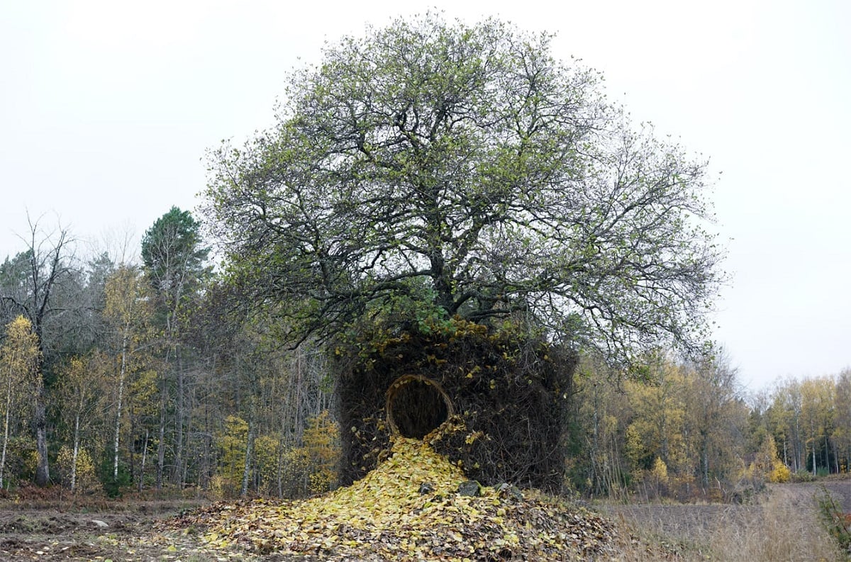 Um tapete de folhas foi feito na entrada da árvore.